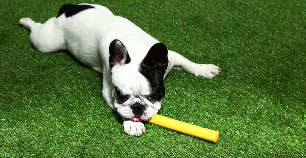 Dog chewing on bone whilst laying on artificial grass