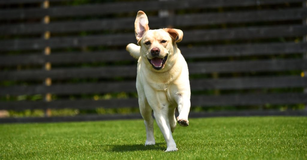 Cute dog playing on artificial grass